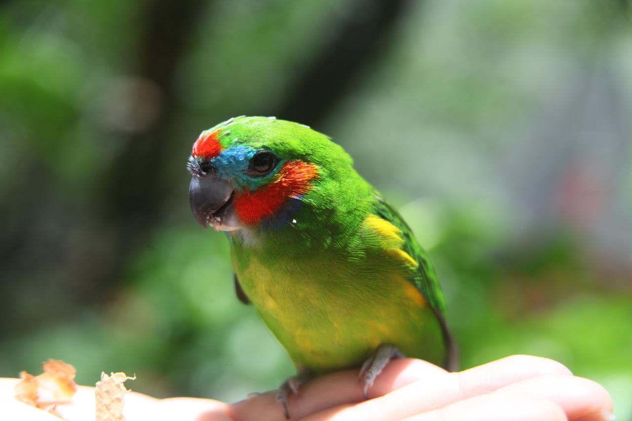 Kuranda Ngorongoro Lodge Zewnętrze zdjęcie