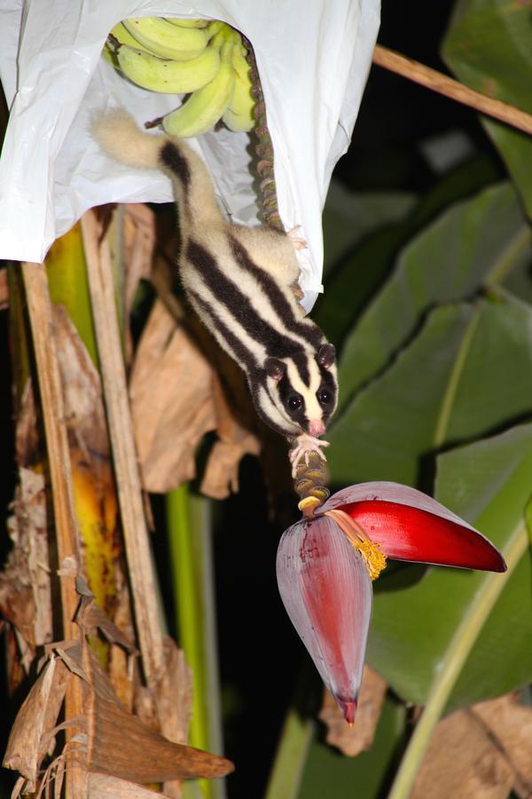 Kuranda Ngorongoro Lodge Zewnętrze zdjęcie